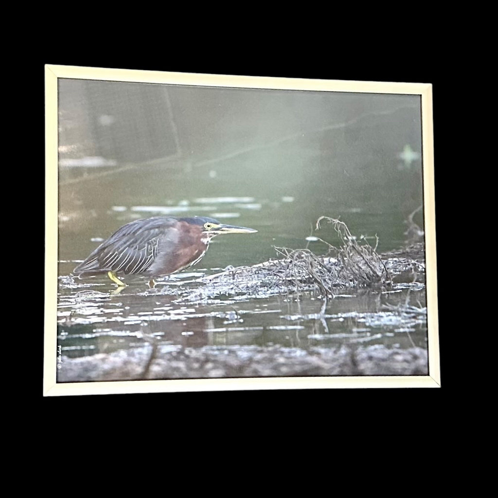 Stalking the pond