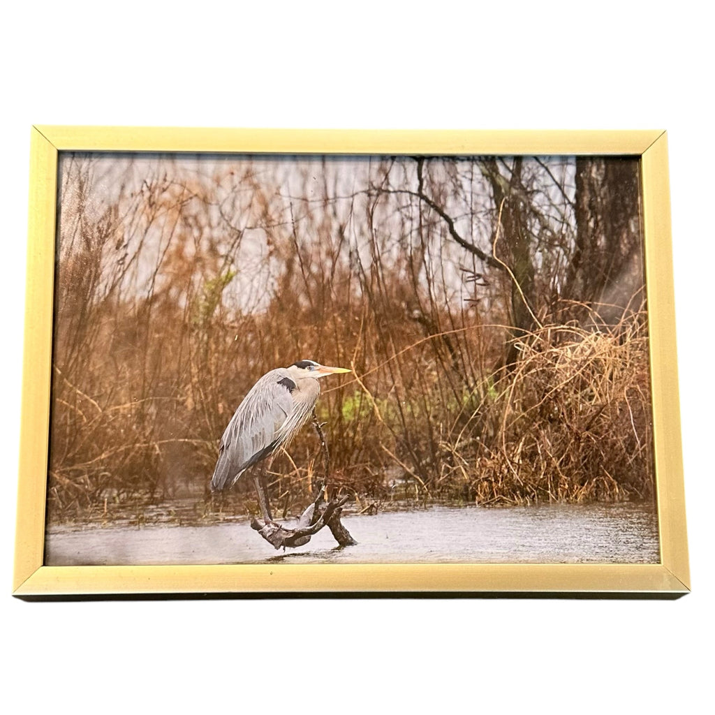 Rainy Oxley Blue Heron