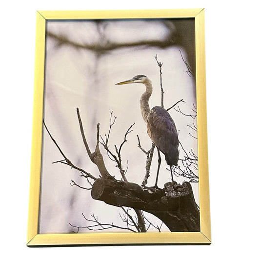 Morning Mohawk Heron