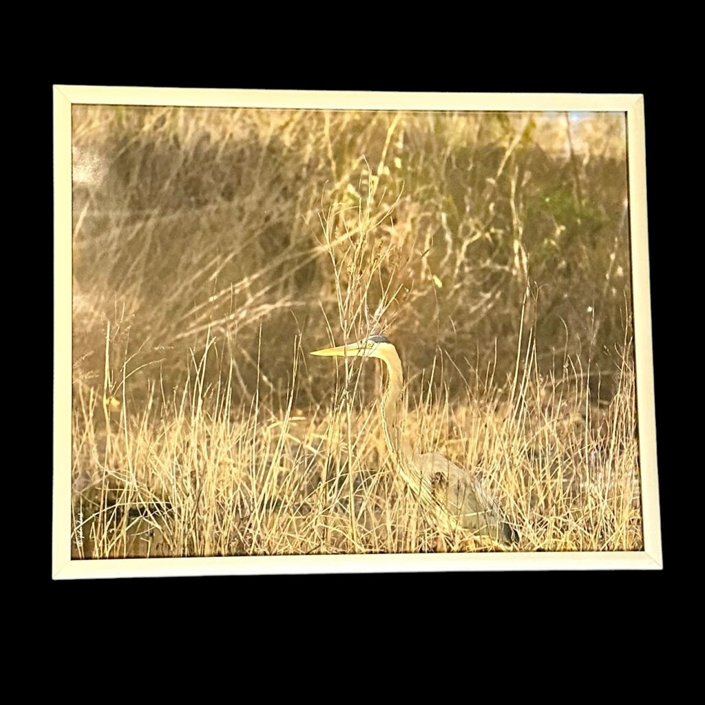 Blue Heron Looking