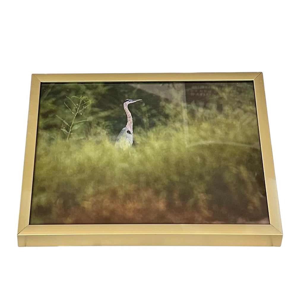 Blue Heron Tall Grass