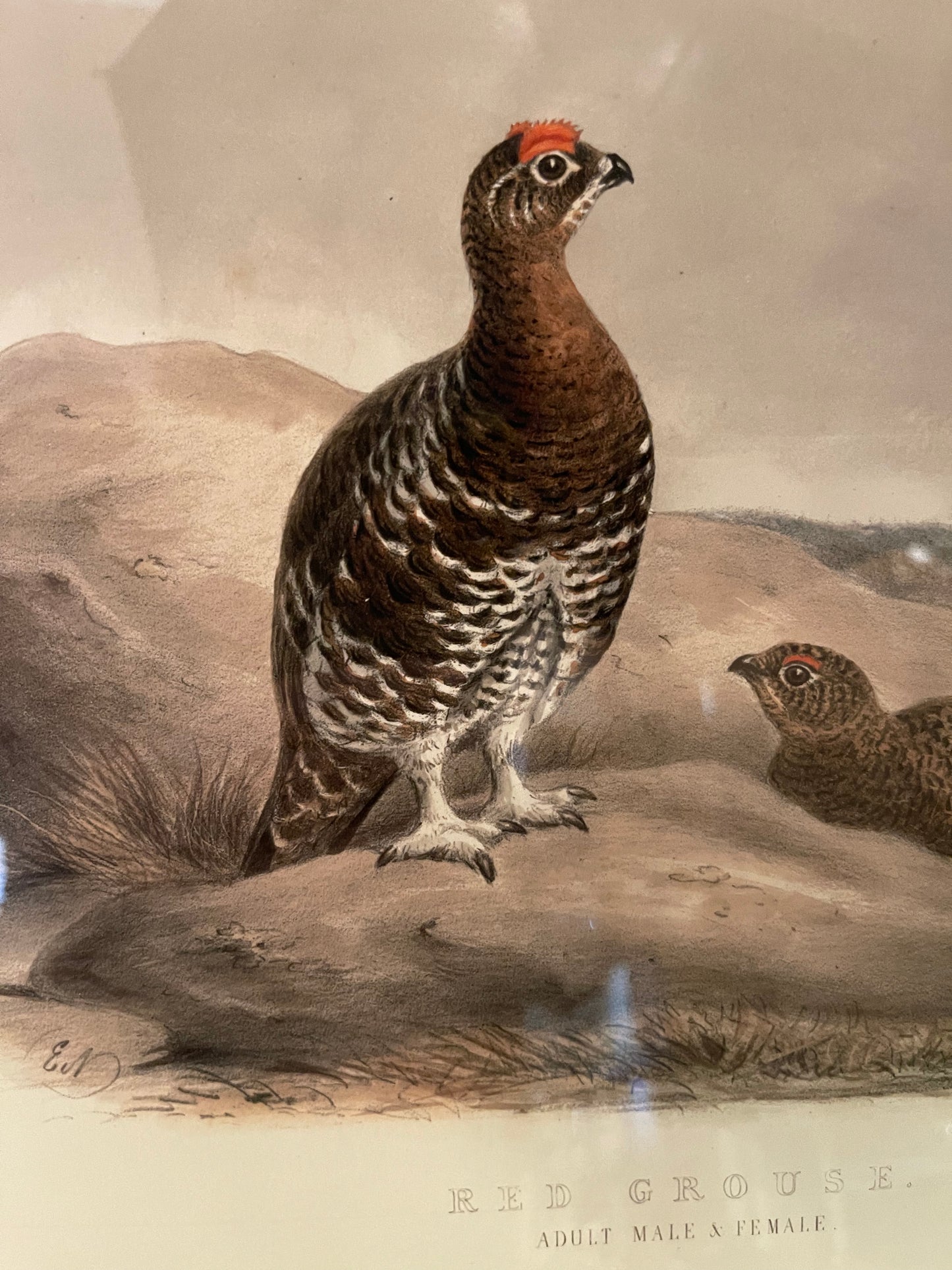 Game Hens Lithograph